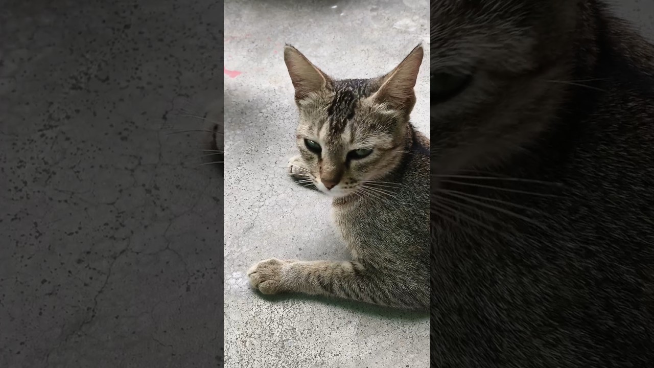 cat meowing #cay #shorts