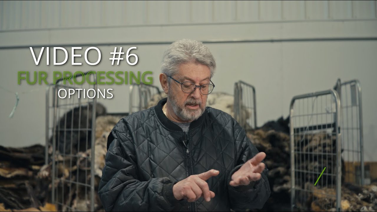 Muskrat Trapping Video #6   MARKET