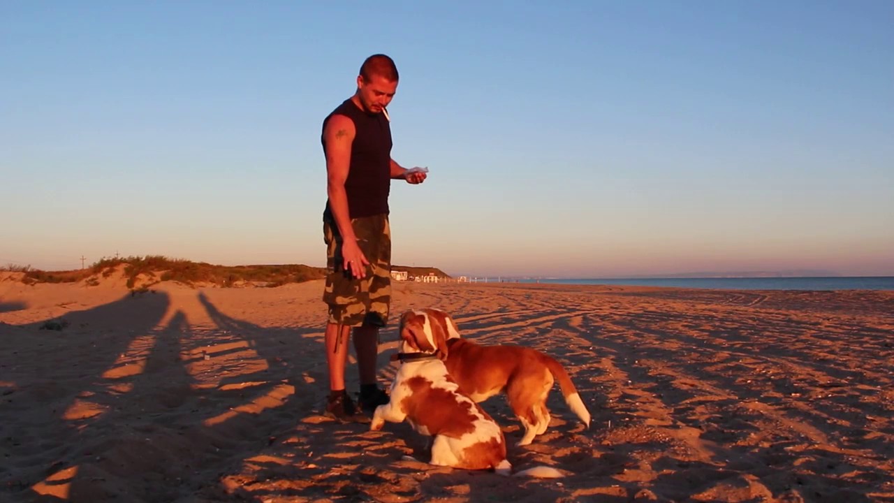 Вот как нужно дрессировать биглей