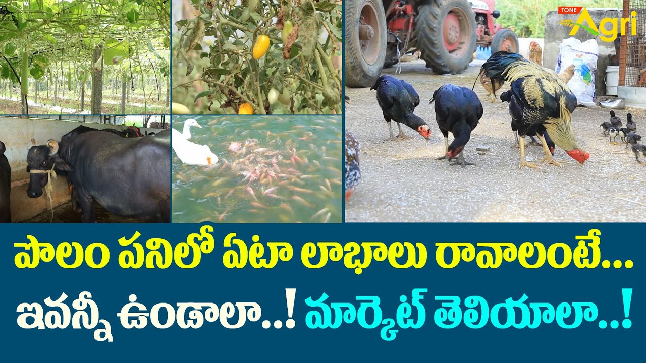 Integrated Farming Benefits and Profits | పొలం పనిలో ఏటా లాభాలు రావాలంటే ఇవన్నీ ఉండాలా..! Tone Agri
