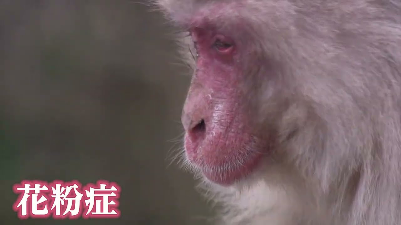 花粉症の季節　島のサルも涙【香川県・小豆島】
