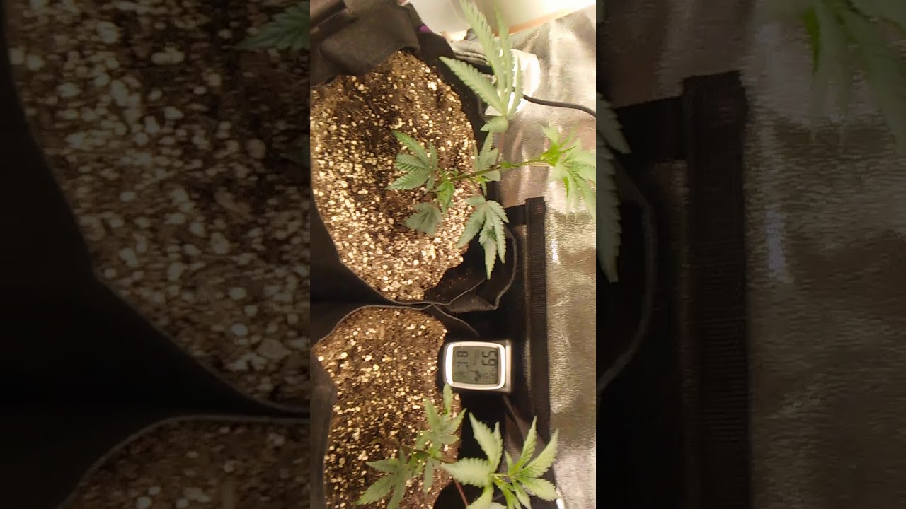 HLG 100 V2 3000K Quantum Board week 2 update