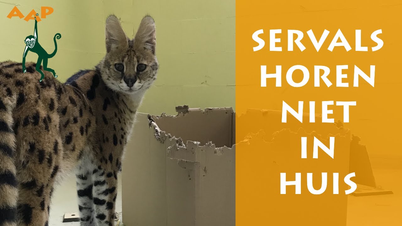 Waarom servals geen geschikte huisdieren zijn - Stichting AAP