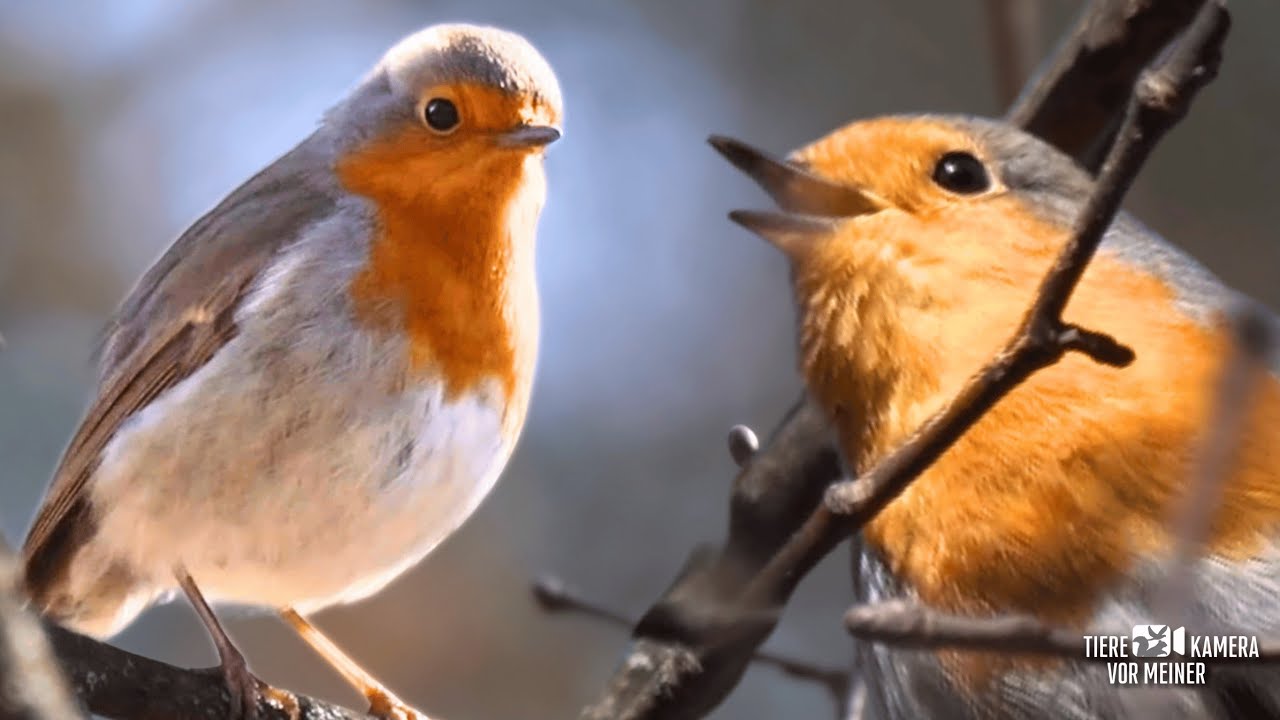 Rotkehlchen Gesang – stürmischer Frühlingsflirt oder Revierstreit?