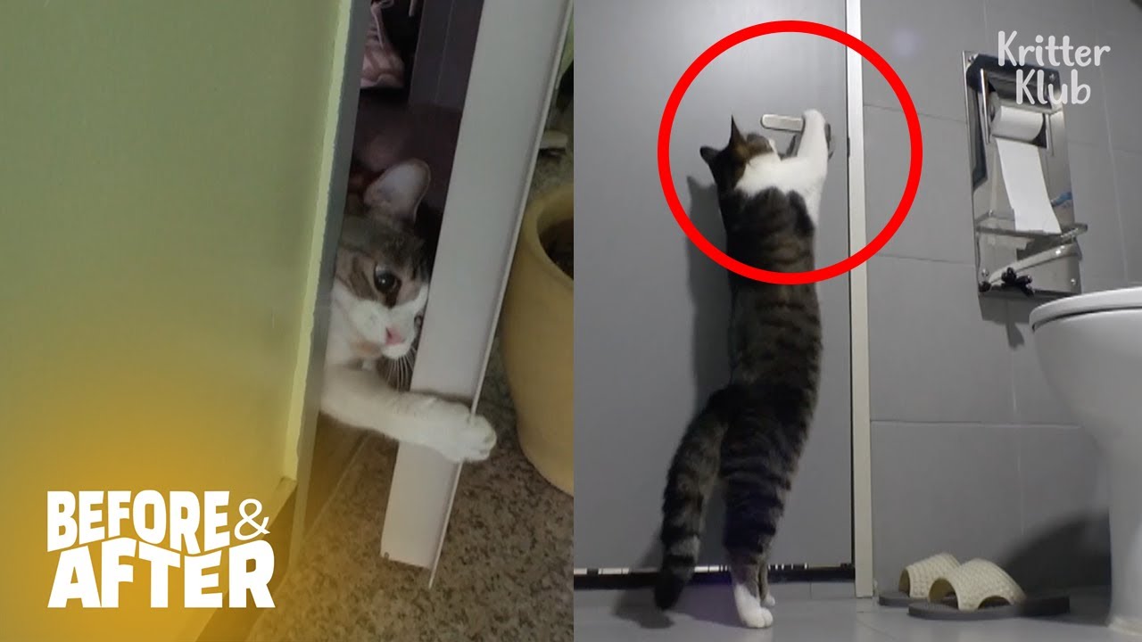 Гениальный Кот Отпирает Электронные Двери, Чтобы Сбежать | До И После Makeover Ep 46