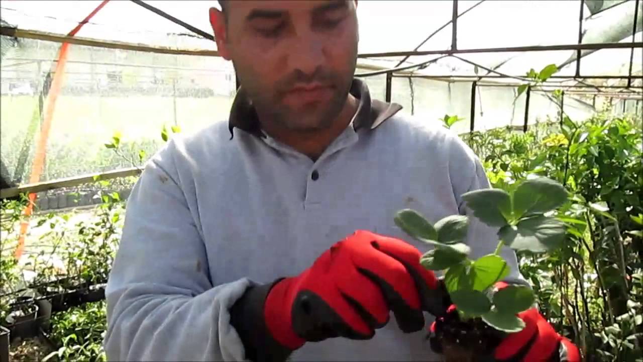 Çilek Fidesi Nasıl ve Ne Zaman Dikilir Çilek Fidesi Satışı