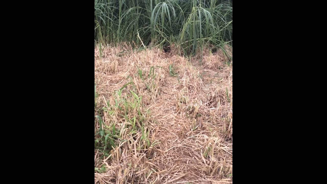 Maralfalfa y Leucaena (guaje) excelentes para alimentar cabras. Nuevo Copaltepec Tlatlaya M&eacute;xico.