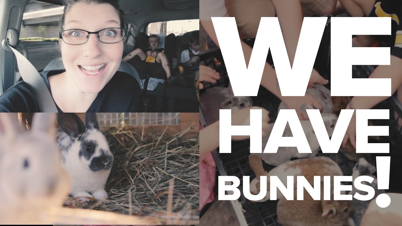 WE HAVE BUNNIES!!