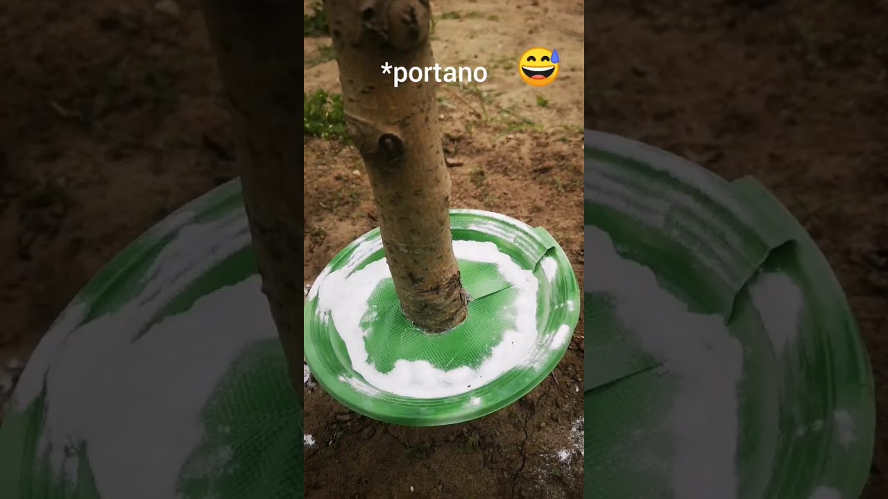 Come allontanare le formiche dagl'alberi da frutto