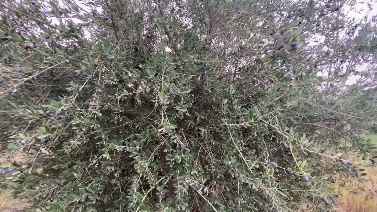 صنف الزيتون الصوراني ( السوري) المزروع في العراق
