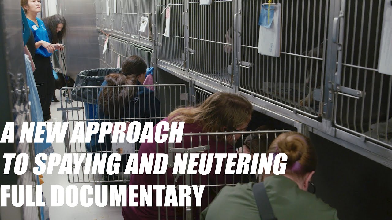 A New Approach To Spaying And Neutering Dogs And Cats | Beyond Sheltering | Free Documentary