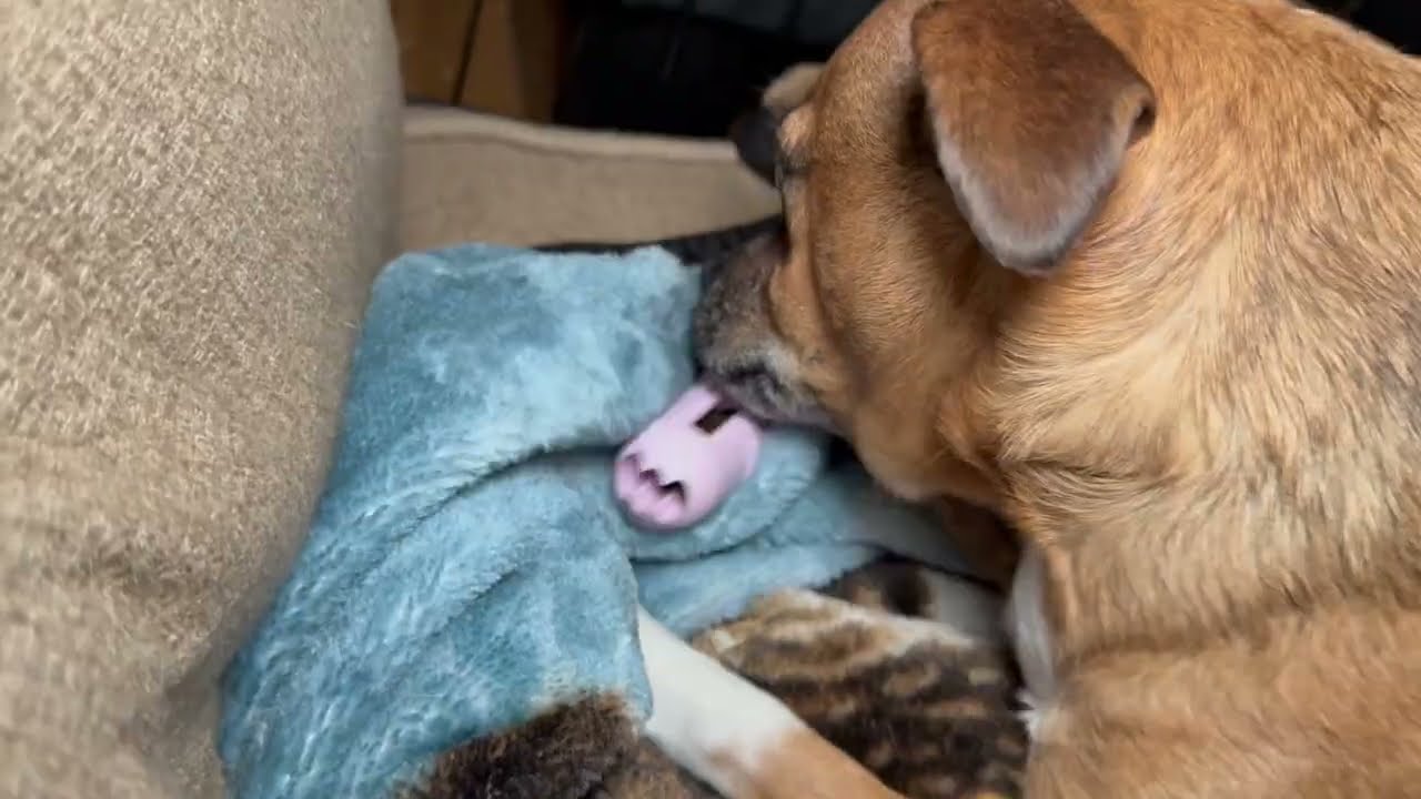 Hemp Calming Chews for Dogs | Why I'm loving it! 
