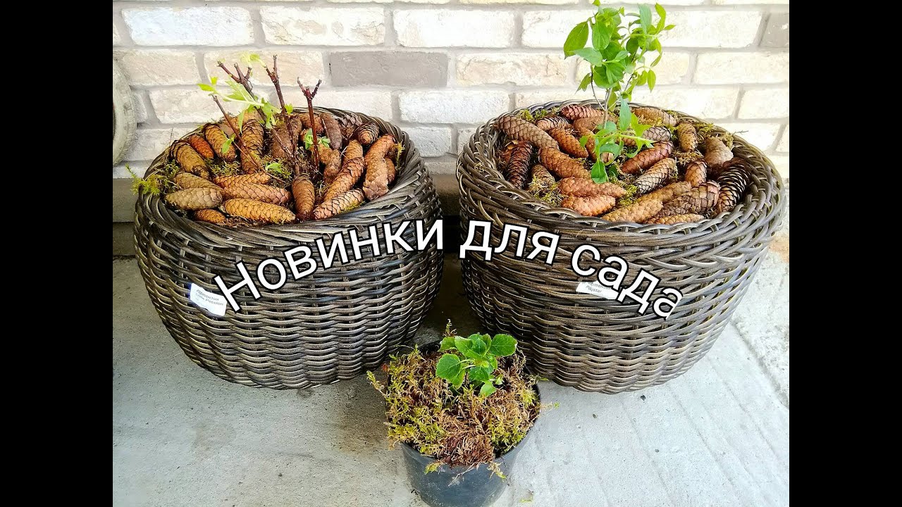 Купила новинки для сада/ Гортензии метельчатые и черешковая/ #цветы#обзор #новинкигортензии #деревня