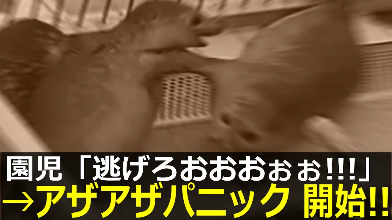 アザラシ幼稚園、進級で未曽有の大パニックに陥ってしまう