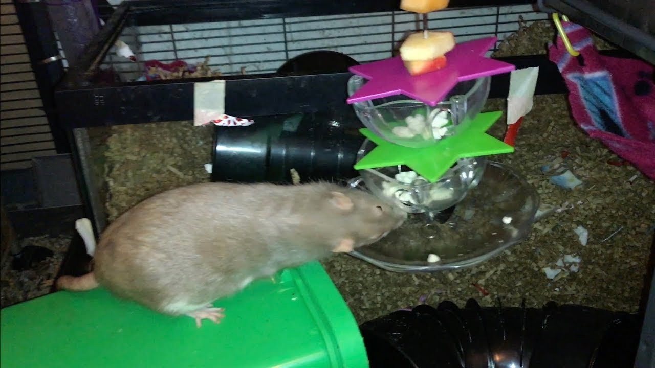 Foraging Friday #40 (Parrot Star Multi-Layer Foraging Toy)