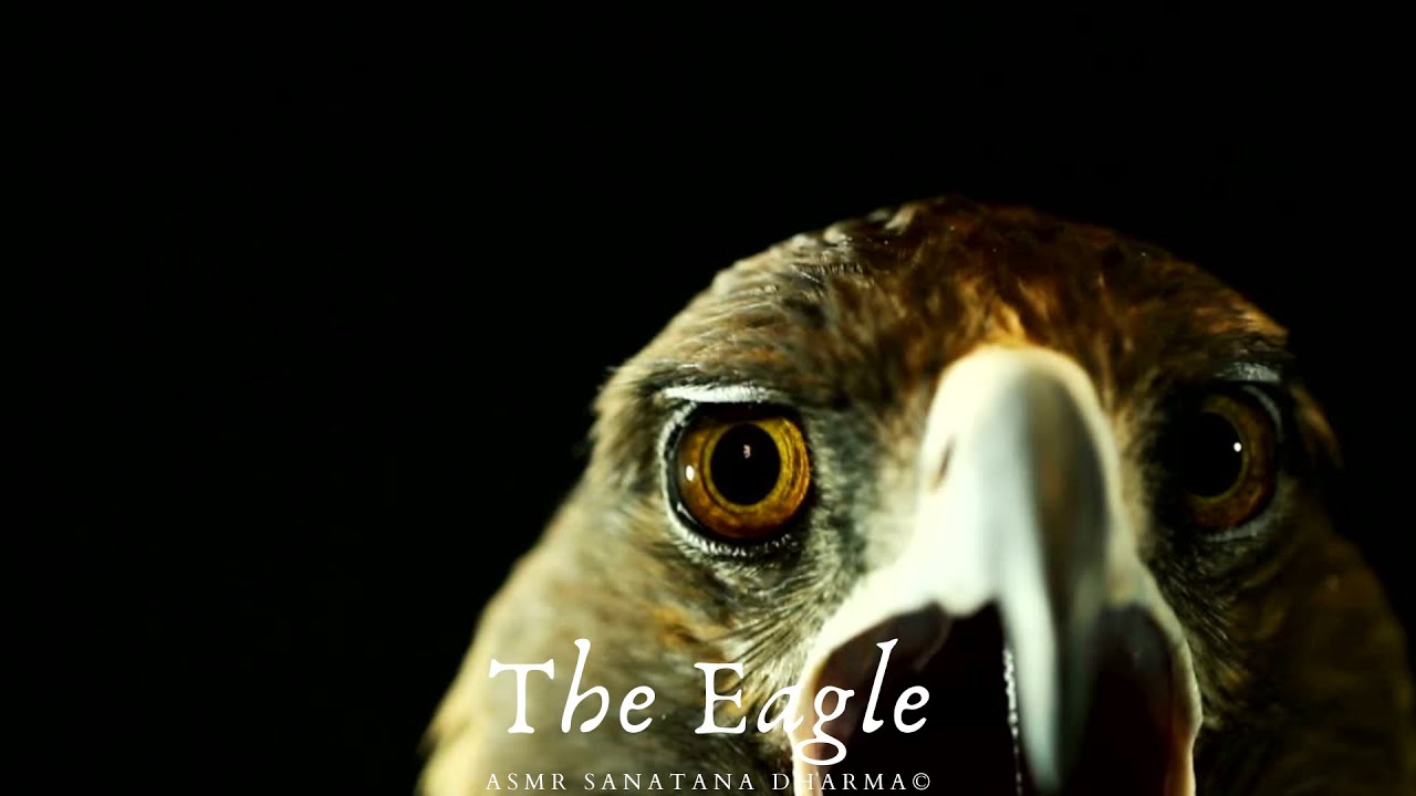 #ASMR THE EAGLE TOTEM SPIRIT SHAMAN ANIMAL: HOW TO WORK WITH THEIR FREQUENCIES/TEACHINGS