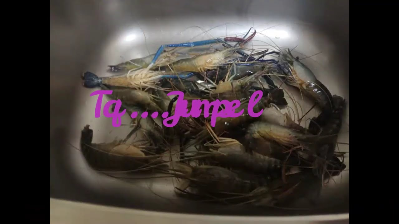 Kolam Mak Ngah Hulu Langat || Selangor || Kolam Udang Galah