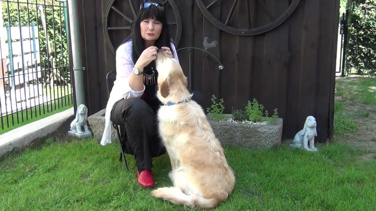 Hunde und Welpen verstehen! www.abc-vom-regenbogenhof.at