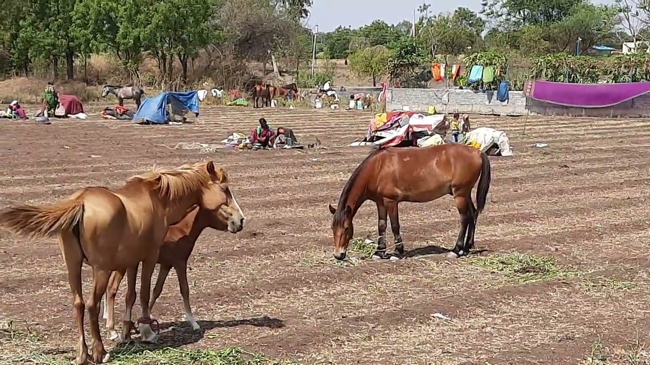 Ahmednagar Oct 2020 Dhangar community animals 