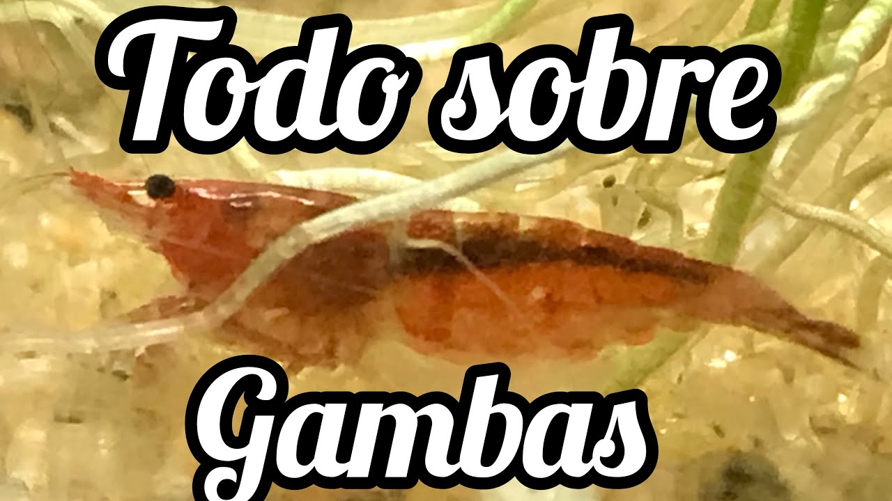 Cómo reproducir y mantener camarones ( NEOCARIDINA RED CHERRY) gambas
