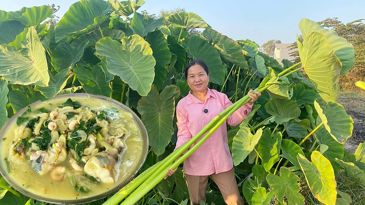 Harvesting Taro Stems from Rural Garden & Cooking Som lor Bro Haer | Cambodian Village Life