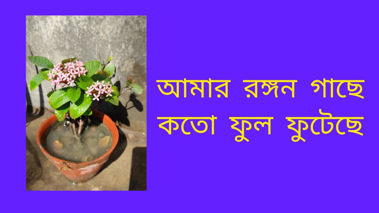 আমার রঙ্গন গাছে কতো ফুল ফুটেছে || vlog || SMART MISHTU