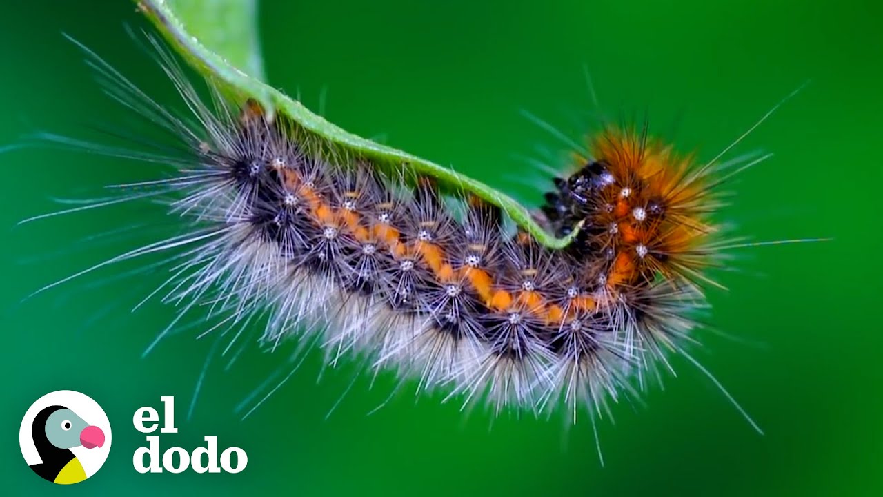 Esta pequeña oruga tiene una increíble transformación | El Dodo