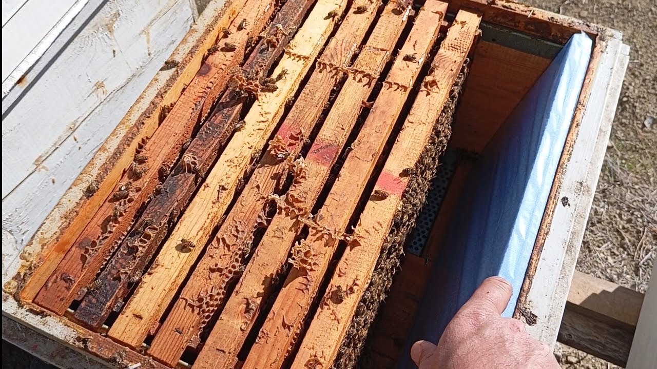 30 kasım 2024 Yer Adana #Karniyol  kırşahin Stok  yavru ve mevcut durumu kontrolü 🧿🍯🐝