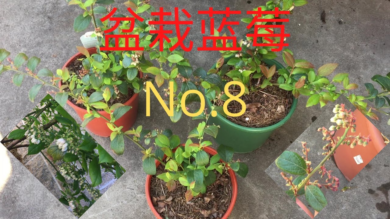 如何种蓝莓（No.8)/盆栽蓝莓开花了/3棵免费的蓝莓小苗也成活生长了