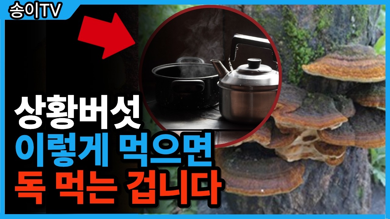 상황버섯 드시기전에 이것부터 확인하세요(상황버섯 부작용 ,먹는법 제대로 알고 먹기)