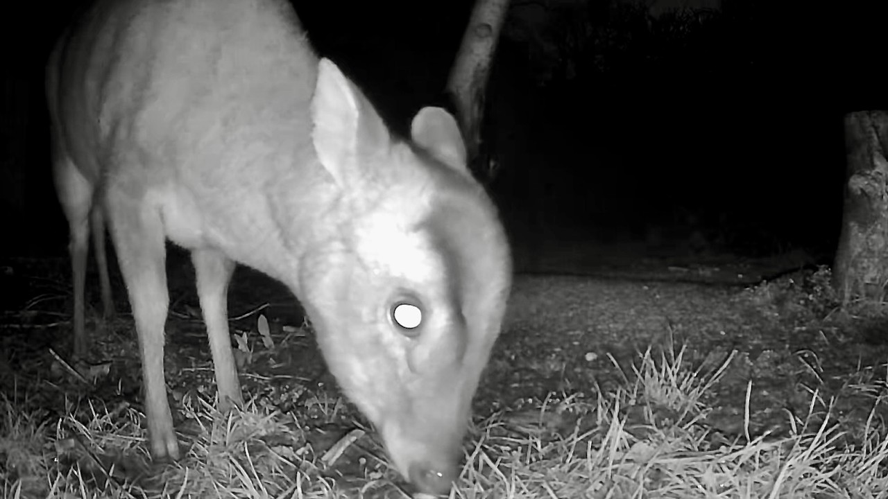 Wild Garden Diary February 6th-7th