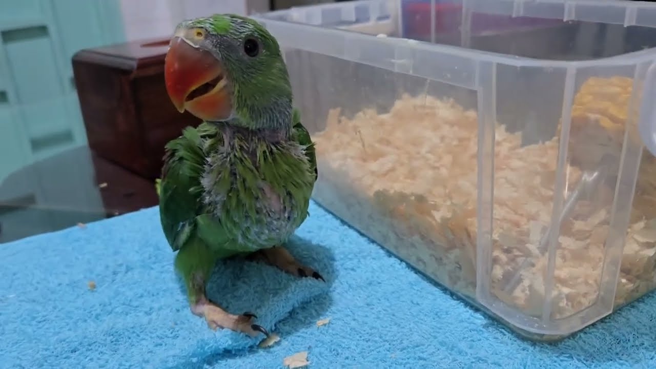 Cute parrot 🦜🦜🦜😍