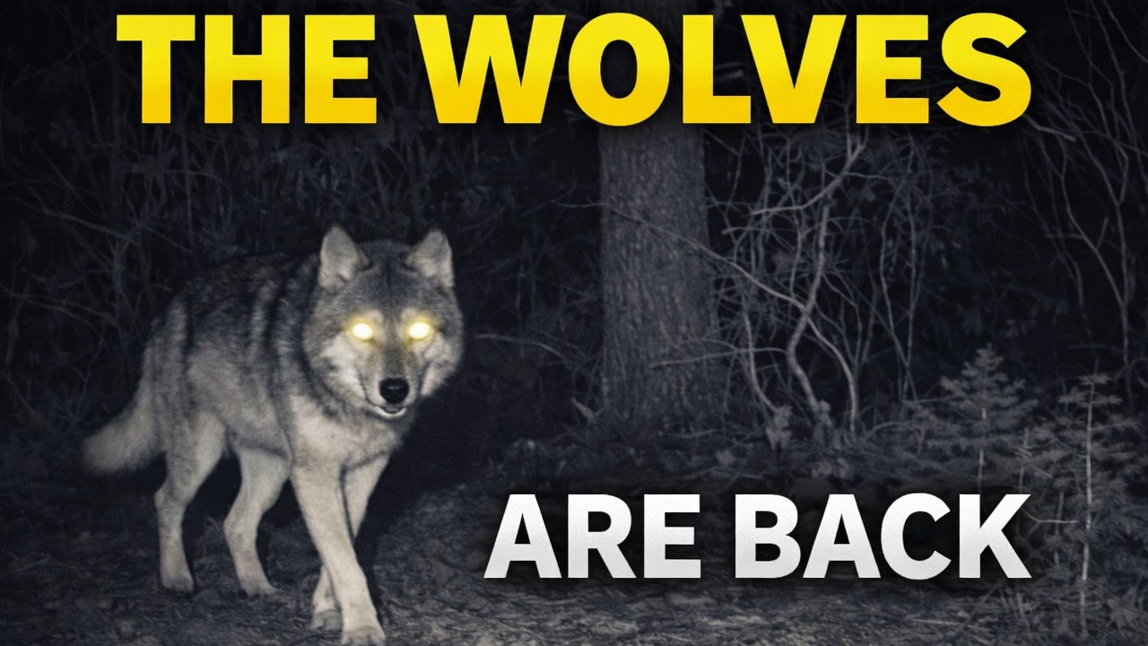 The Wolves Returned to the Mountains | Idaho Trail Cam Footage - Week 10