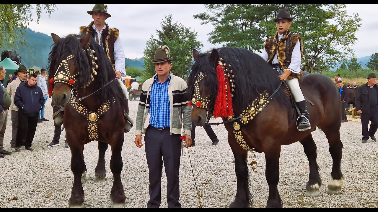 Armăsarii lui Mihai Gatej de la Câmpulung NOU!!!