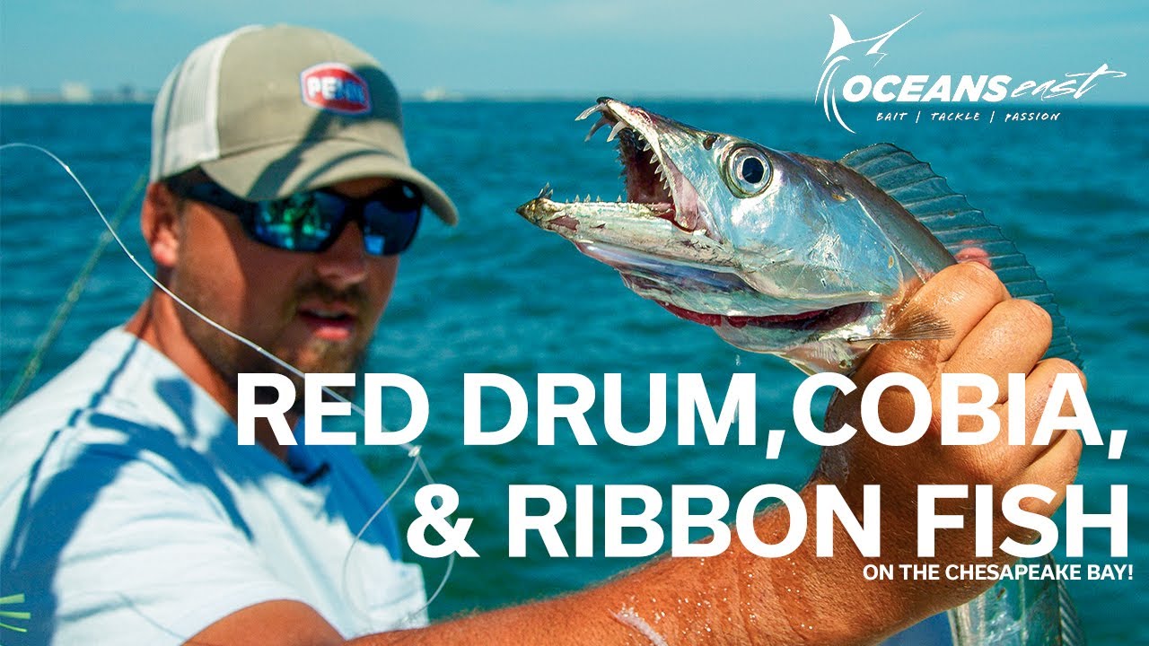 Catching Alien Like Fish On The Chesapeake Bay (How To, Sight Casting, Trolling)