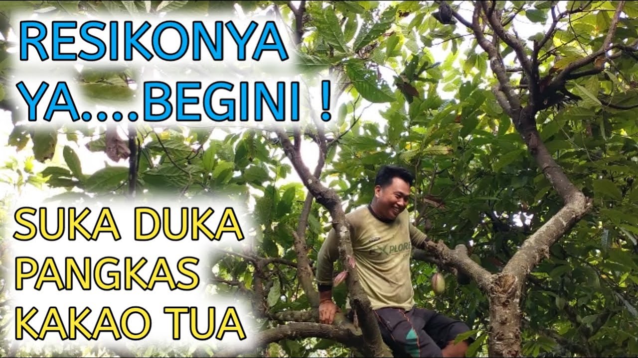 CARA PANGKAS BERAT POHON KAKAO TUA, BUTUH TENAGA EKSTRA DAN BANYAK RESIKONYA