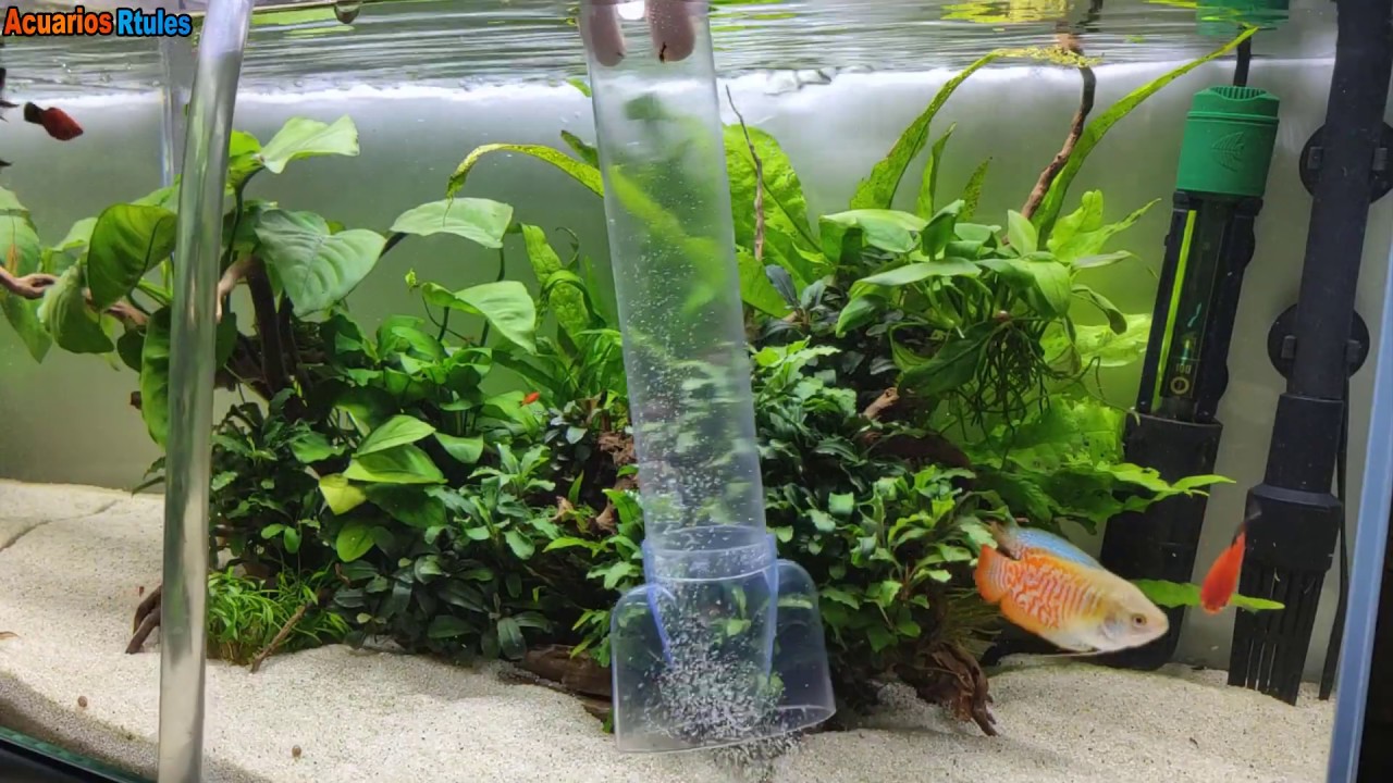 Así hago el mantenimiento de mi acuario de 74 litros