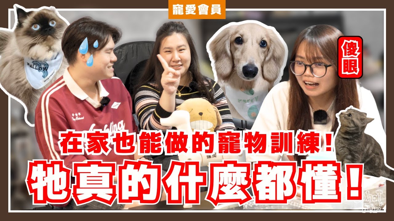 台灣竟然有這個科系！狗狗聽得懂人話？！超強臘腸狗訓練現場！【寵愛會員EP.15】｜WhatFur什麼毛
