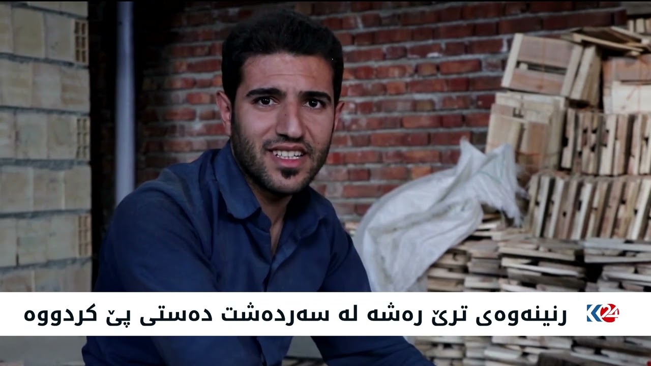 رنینەوەی ترێ رەشە لە سەردەشت دەستی پێ کردووە