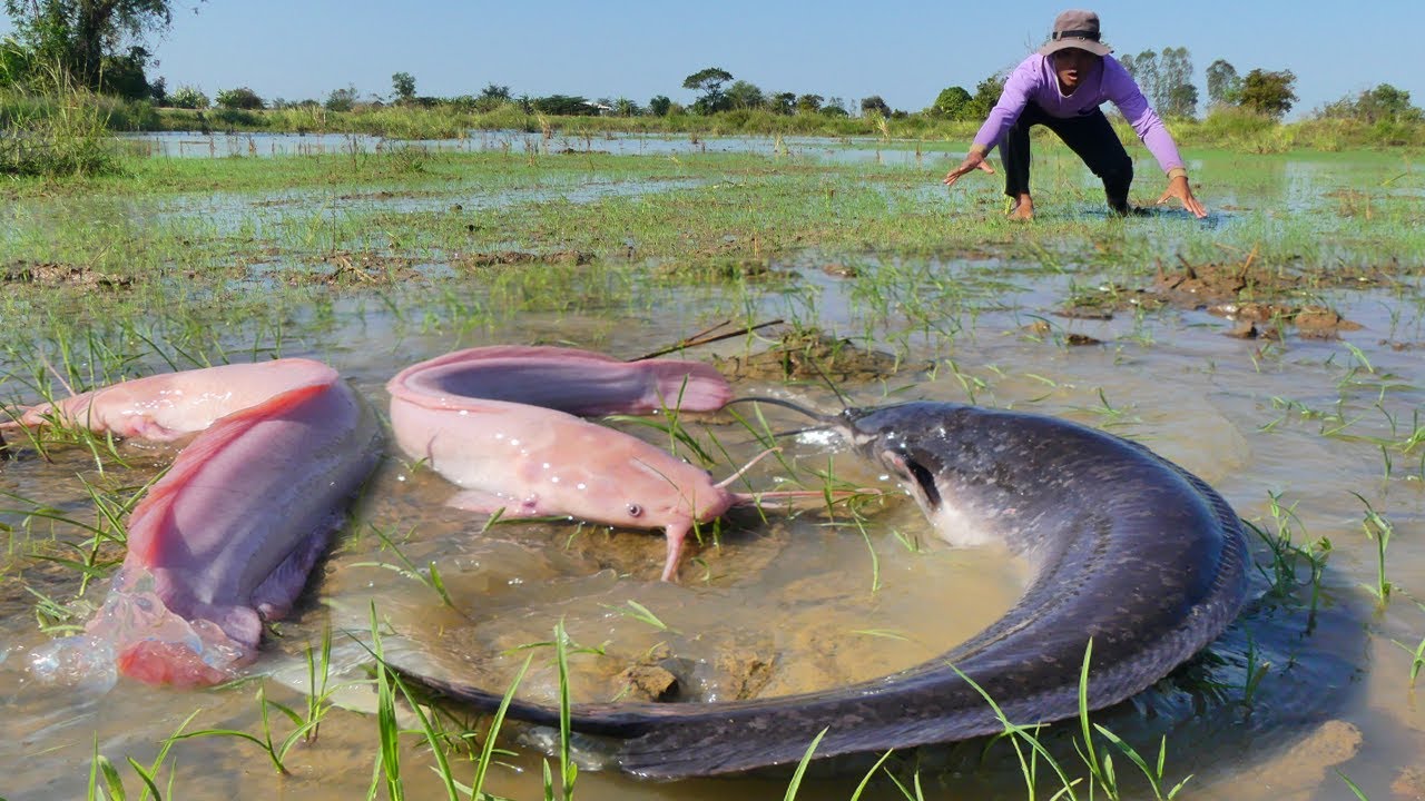 GIANT Catfish Protecting Hundreds of Eggs | Wild River Discovery