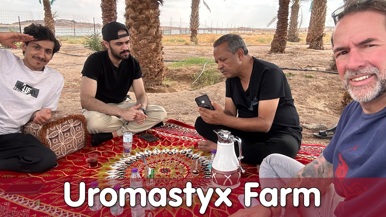 Uromastyx Farm in der Wüste von Saudi Arabien