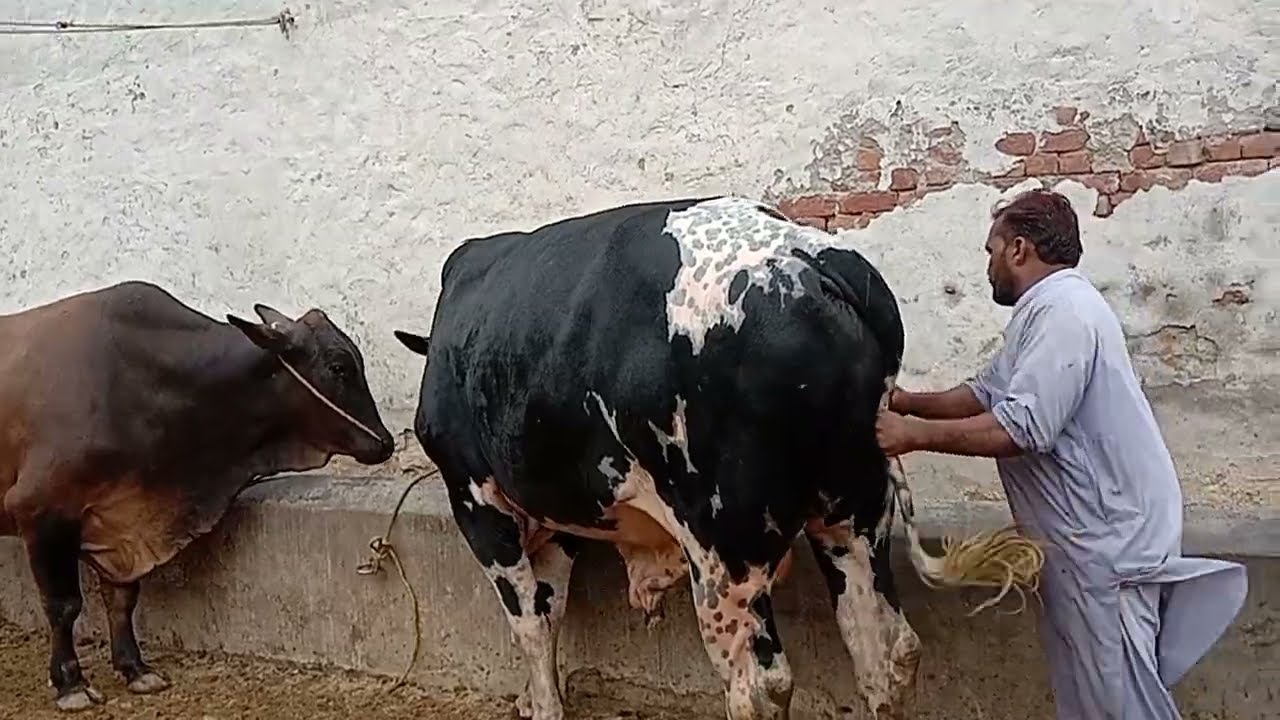 Vacche 2026 taiyar ho rahe hain