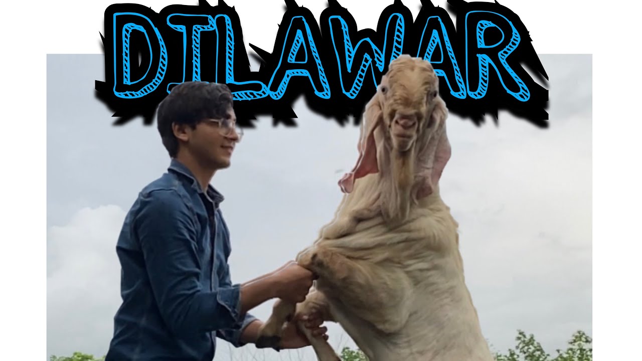 Dilawar Patira Hypat breeder at MSK Goat farm for sale |Bhiwandi Mahapoli