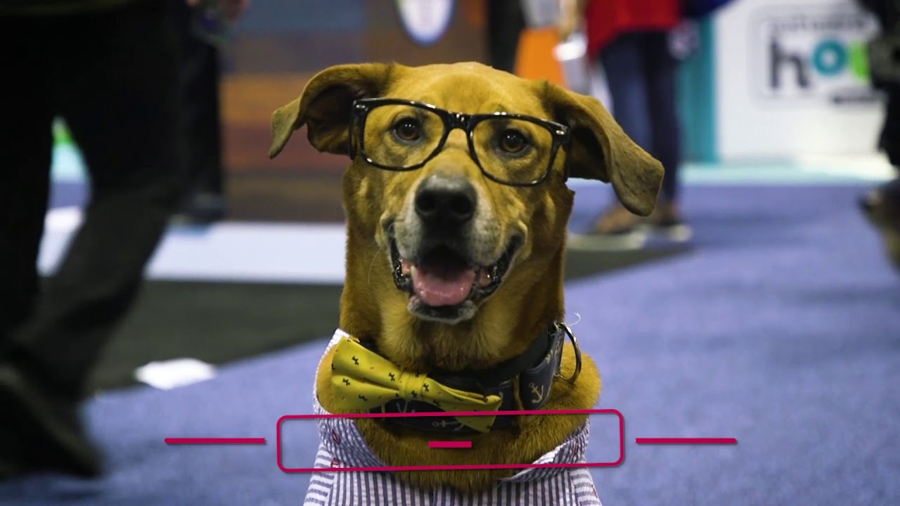 The Glitz and Glam of Global Pet Expo