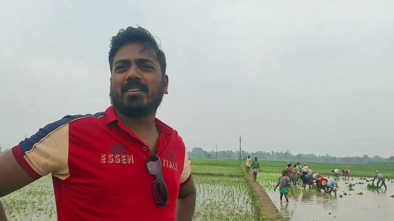Andhra Pradesh mein dhaan ki kheti badi kaisi hoti hai live video.