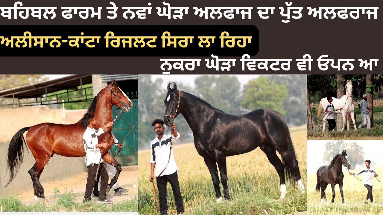 ਬਹਿਬਲ ਫਾਰਮ ਤੇ ਨਵਾਂ ਘੋੜਾ ਅਲਫਾਜ ਦਾ ਪੁੱਤ ਅਲਫਰਾਜ,ਅਲੀਸ਼ਾਨ-ਕਾਂਟਾ ਵੀ ਰਿਜਲਟ ਸਿਰਾ ਲਾ ਰਿਹਾ,ਇੱਕ ਨੁਕਰਾ ਦਿਖਾਉਣਾ