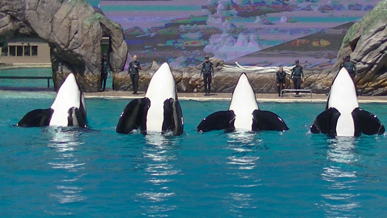 Встреча с косаткой прошла неудачно (Ultra HD) 23 августа 2019 г. — SeaWorld San Diego