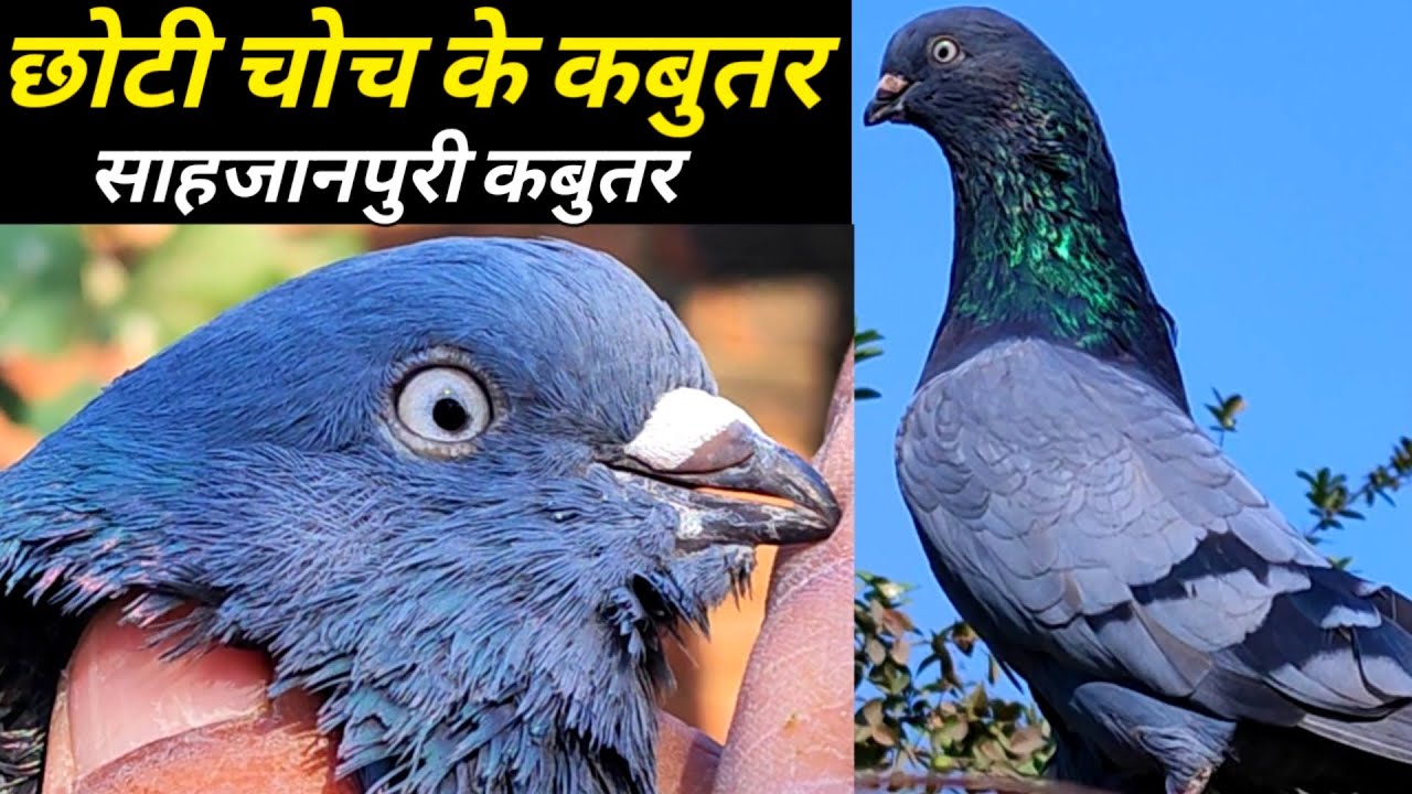 Shajapuri Kabootar !! Neele Kabootar !! Rear Old Pigeon Arshad idrisi Pigeon