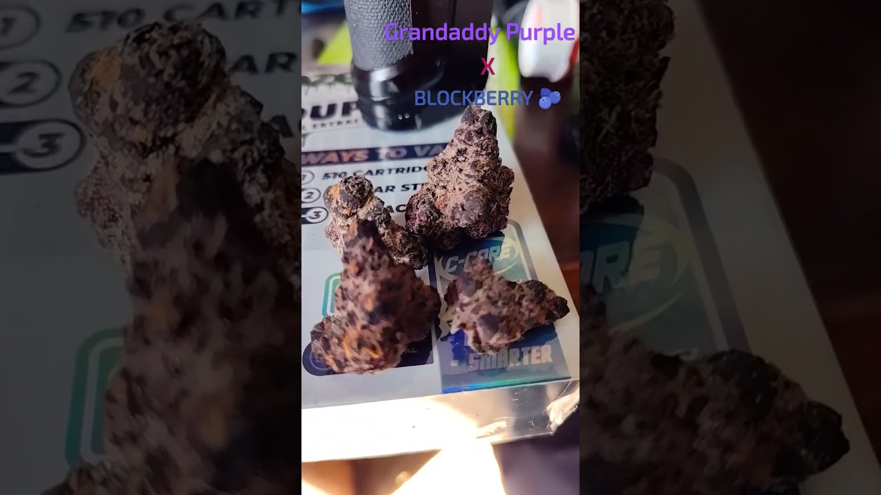 STRAIN: Halle Barry. GDP x BLOCKBERRY #purrp #purp #purpleweed #420 Detroit Michigan 313 734 inkster