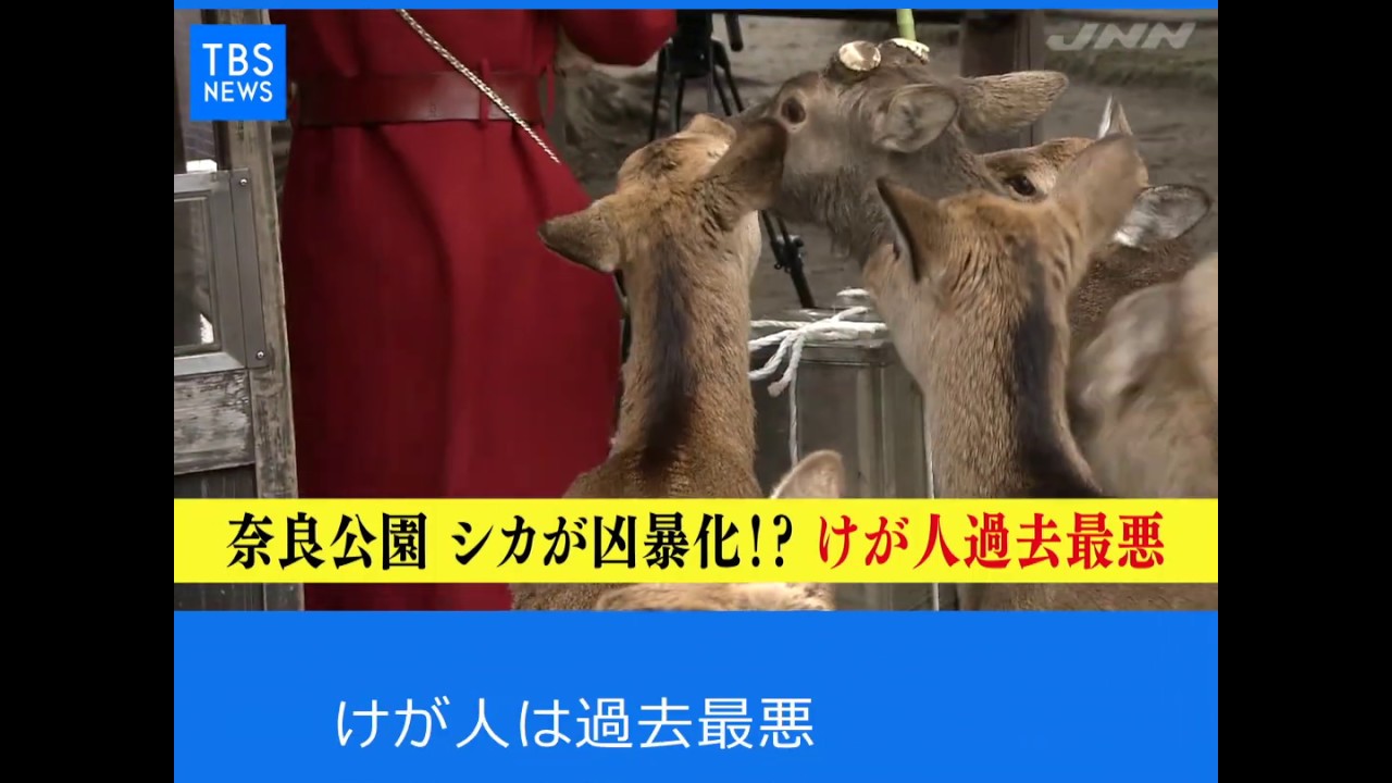 Ｎスタ５４５：奈良公園のシカ 観光客トラブル増加  190208
